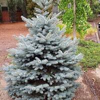 Ель колючая Блю Даймонд (Picea pungens Blue Diamond)